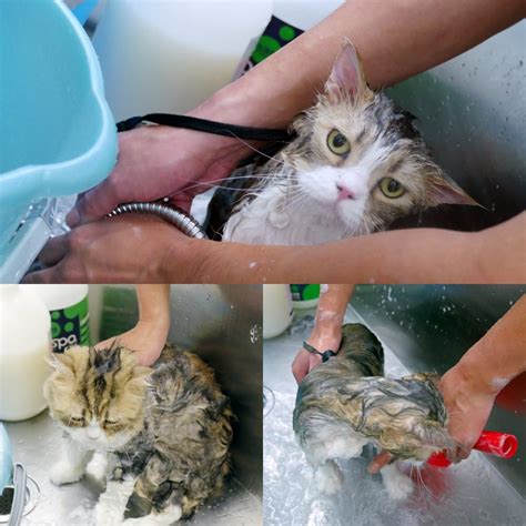 台北 寵物 洗澡